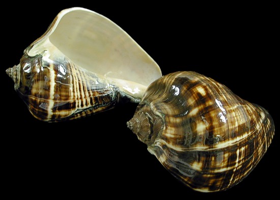 Polished Melongina Shell