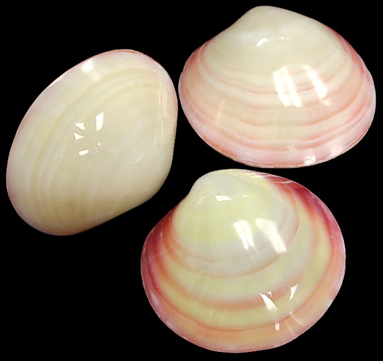 Tiger Clam Polished Pairs   9/27/13
