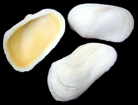 Propellar Shells