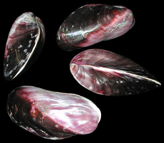 Purple Mussel Pairs Polished