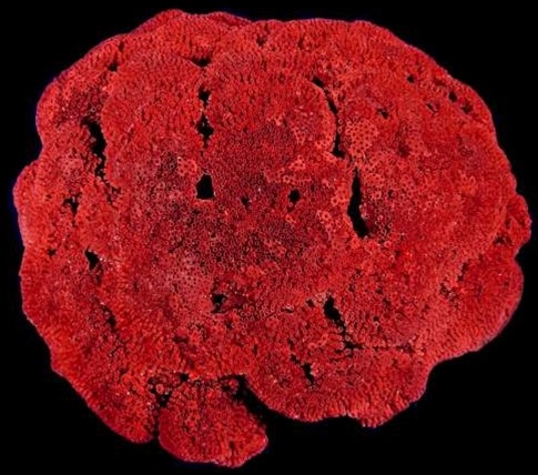 Red Pipe Organ Coral  