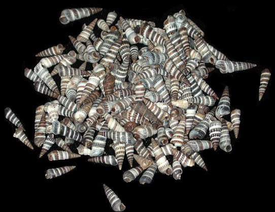 Rhinoclavis Shells