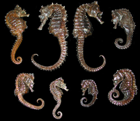 Seahorse  1/7/13