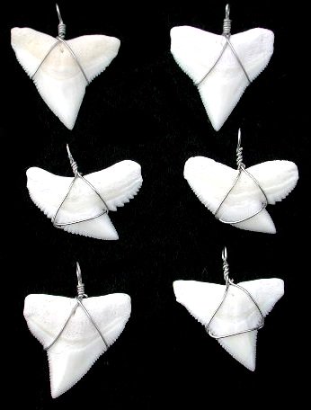Shark Teeth with Silver Wire