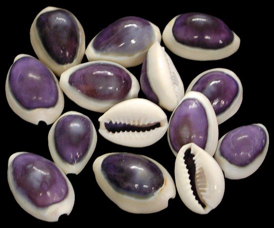 Small Purple Top Cowrie 10/8/13