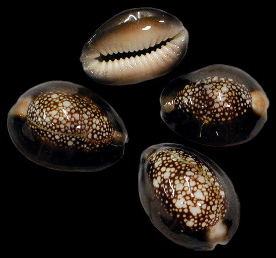 Snake Head Cowrie  10/8/13