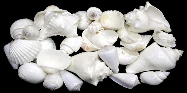 Special White Shell Mix Large