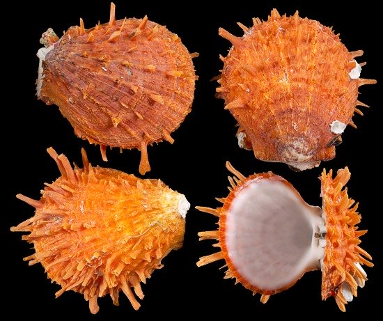 Spondylus Ducallis Oyster