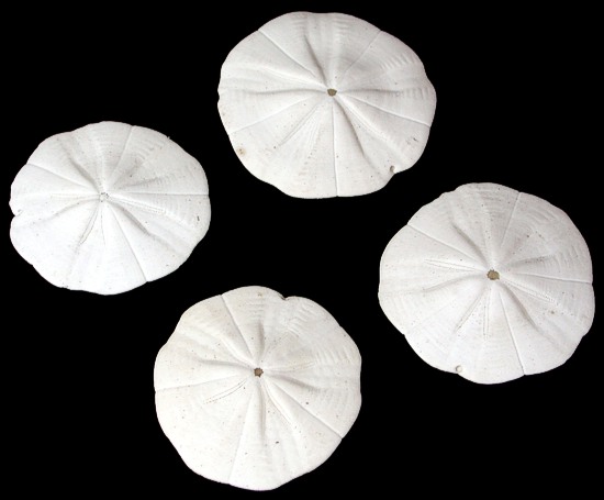 Star Sand Dollars