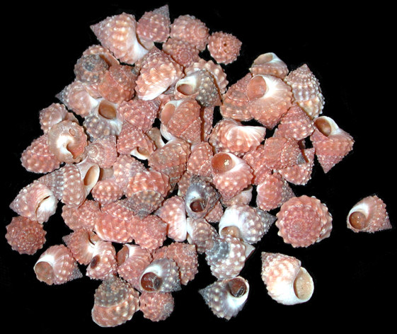 Strawberry Cumingi Shells