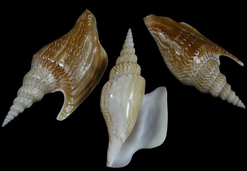 Strombus Listeri Shell