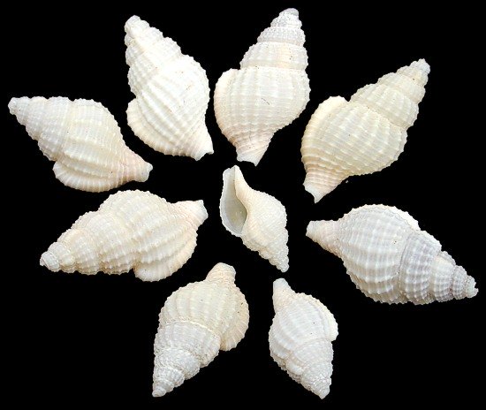 Tan Marginellas Shells