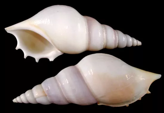 Tibia White
