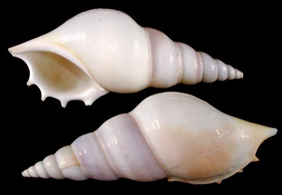 Tibia White