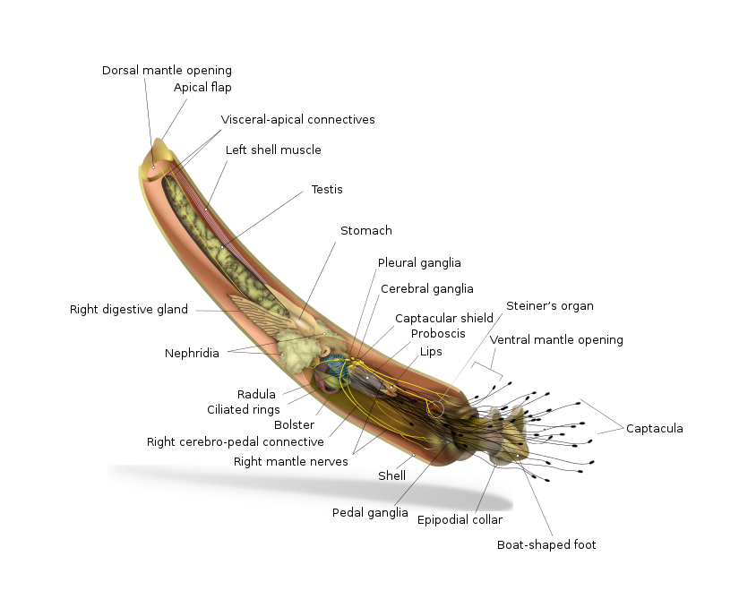 Tusk shell anatomical diagram