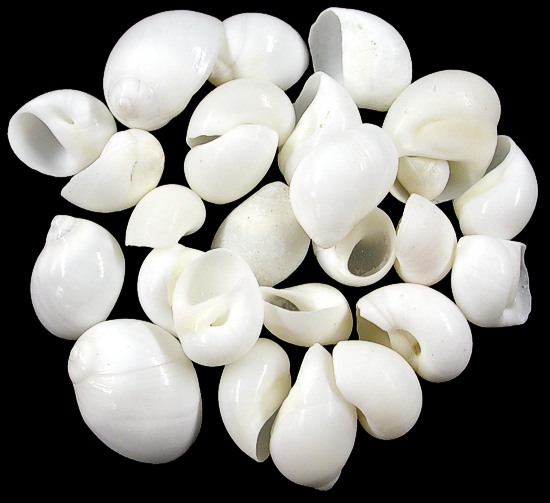 White Nautica Shells