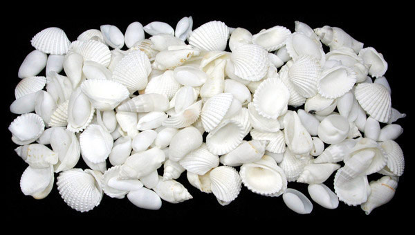 White Shell Mix medium