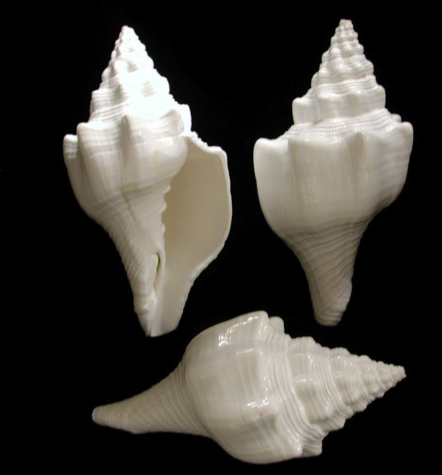 White Chank Shell