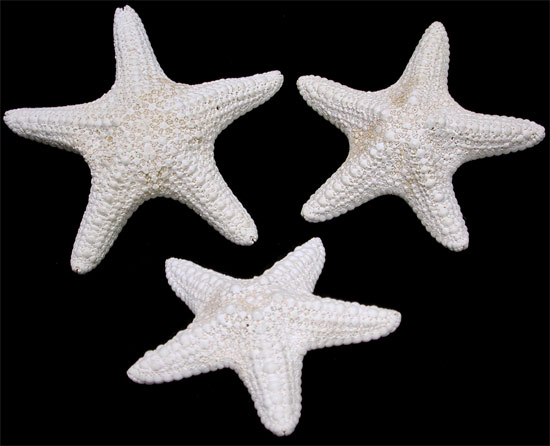 White Common Starfish
