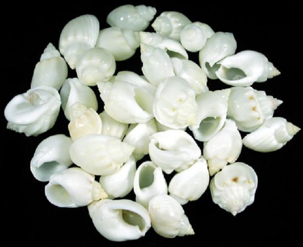 White Cornball Shells