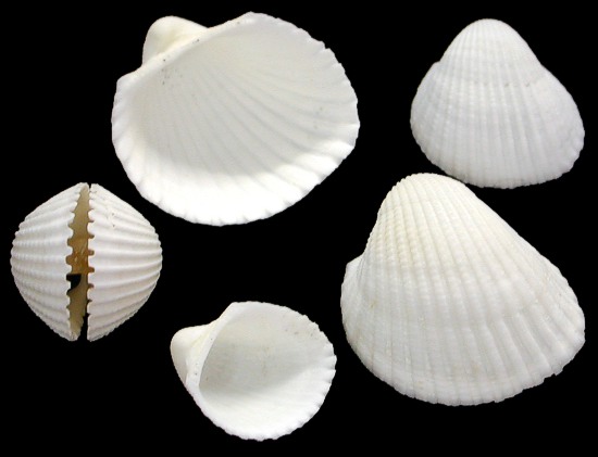 White Cup Shells   10/8/13