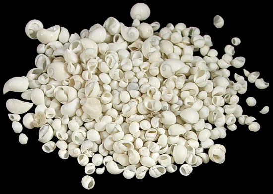 White Littorina
