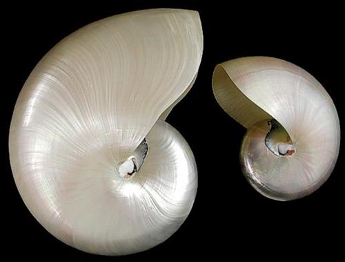 Whole Pearl Nautilus Shell  8/12/13