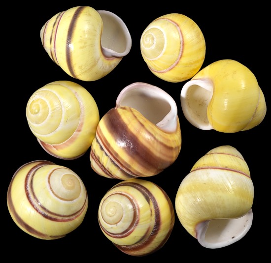 Yellow Land Snail