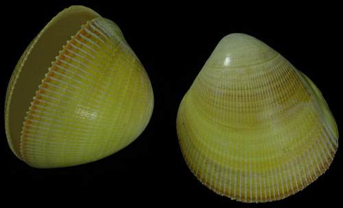 Yellow Cardium Pair    9/27/13