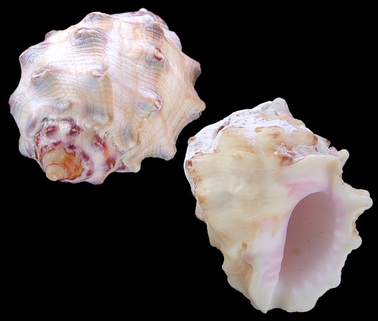 Yellow Drupe Shells   10/22/13